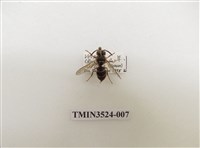 藏品(阿里山黃胡蜂)的圖片